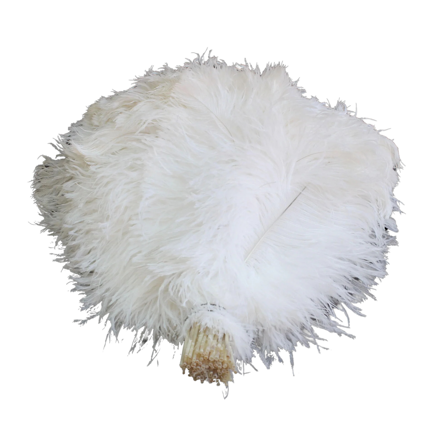 Ostrich Flexible Feathers 13-16" (White) - www.BuyOstrichFeathers.com