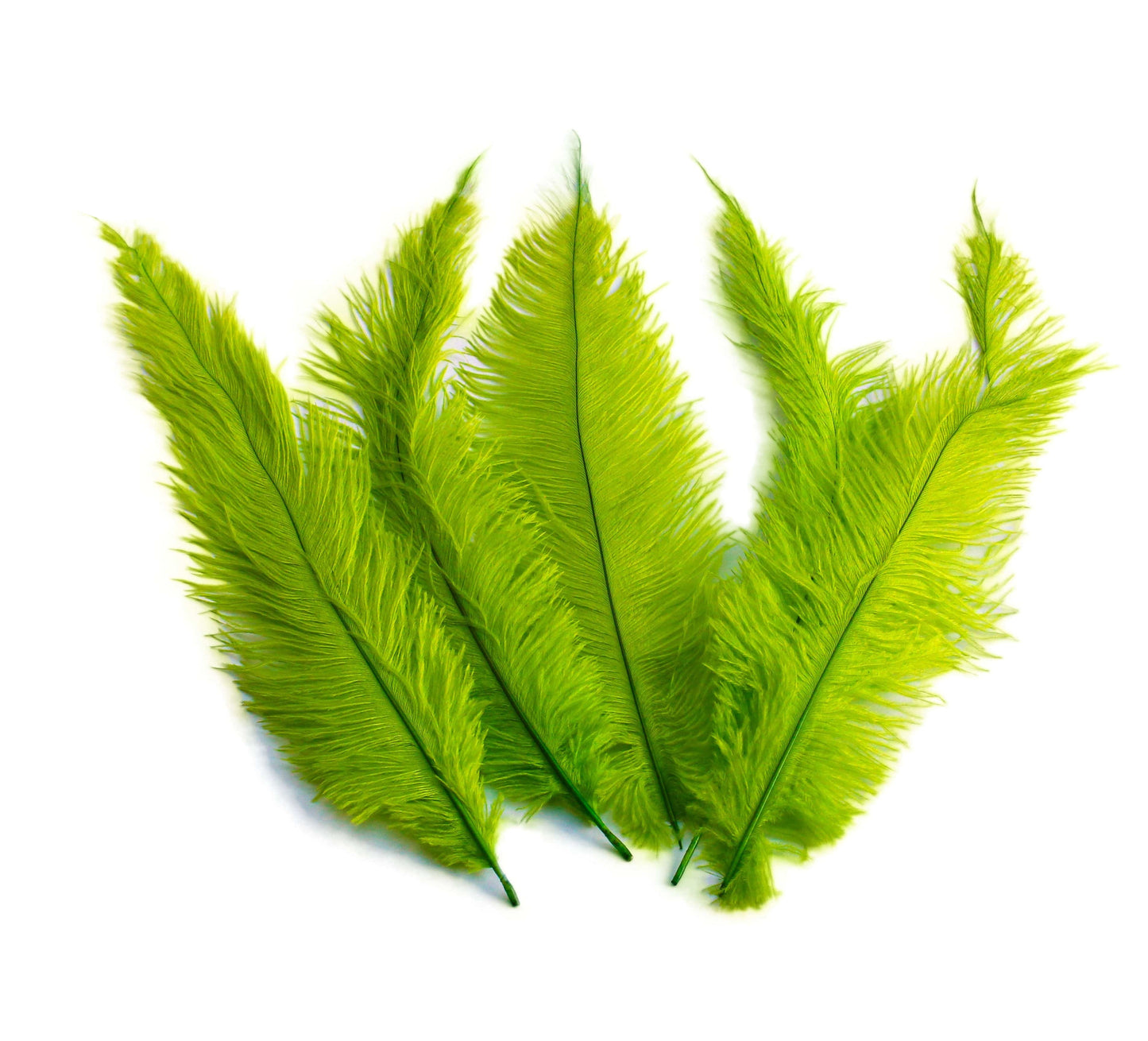 BULK 1/4lb Ostrich Feather Spad Plumes 12-16" (Lime Green) - Buy Ostrich Feathers