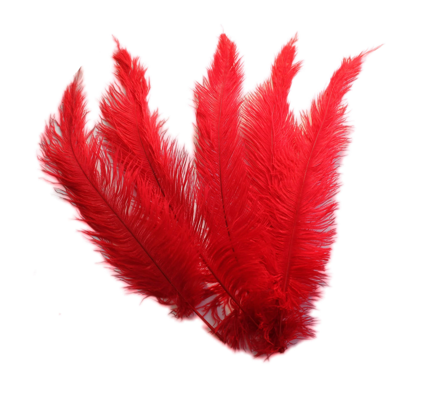 BULK 1/4lb Ostrich Feather Spad Plumes 12-16" (Red) - Buy Ostrich Feathers