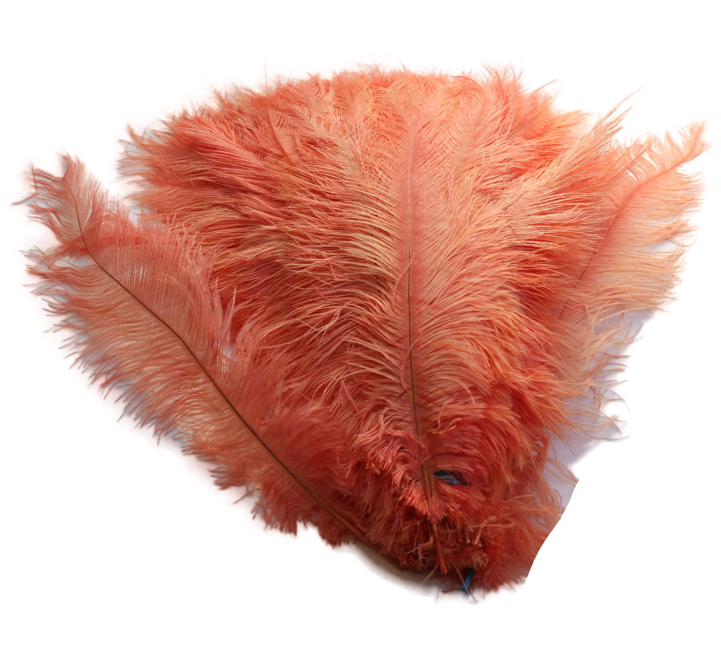 Ostrich Feather Spad Plumes 16-20" (Apricot) - Buy Ostrich Feathers