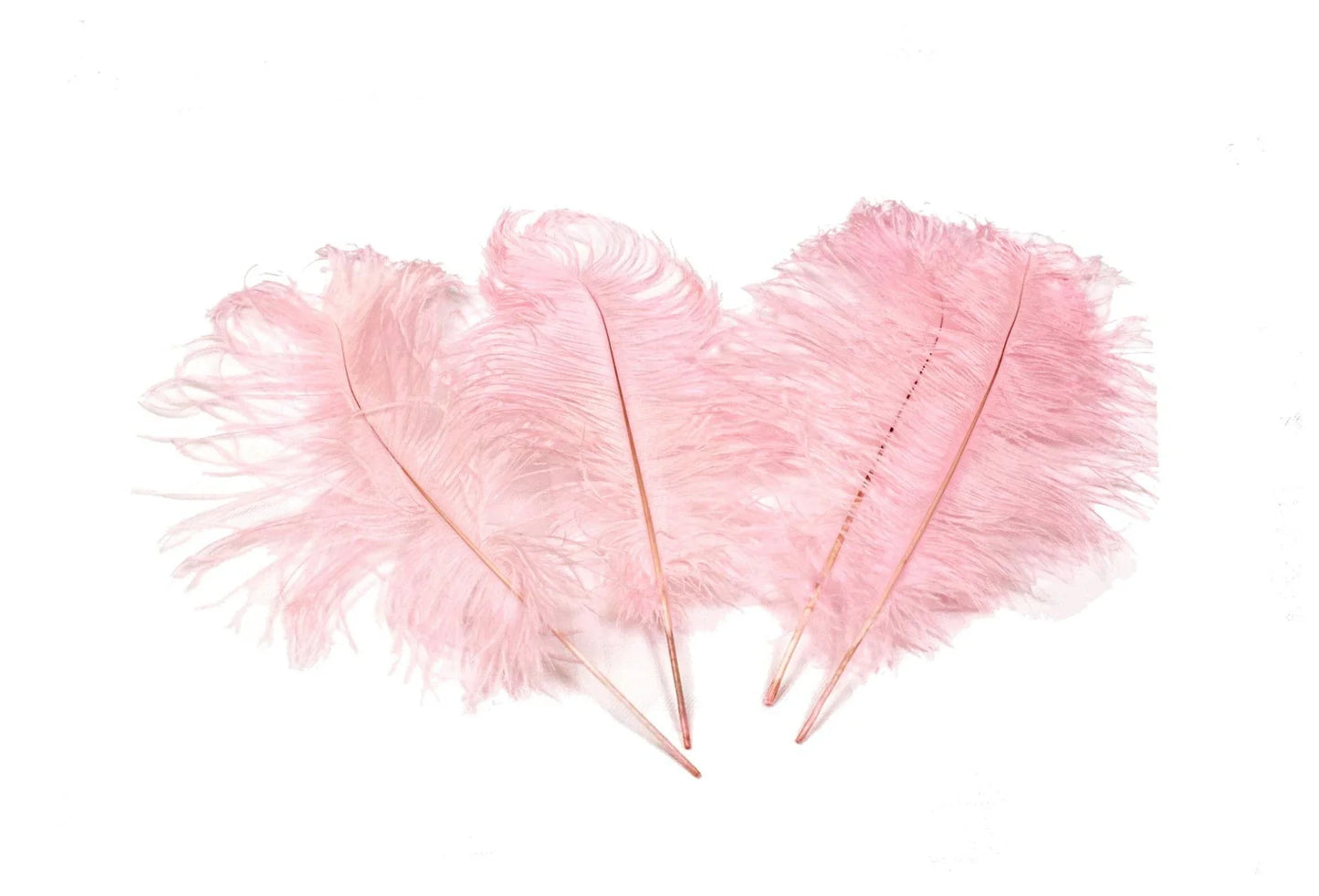 Ostrich Feather Tail Plumes 17-20" (Baby Pink) - www.BuyOstrichFeathers.com