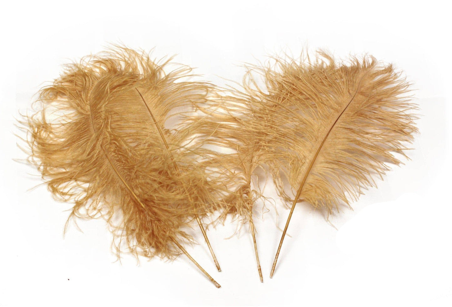 Ostrich Feather Tail Plumes 9-12" (Gold) - Buy Ostrich Feathers