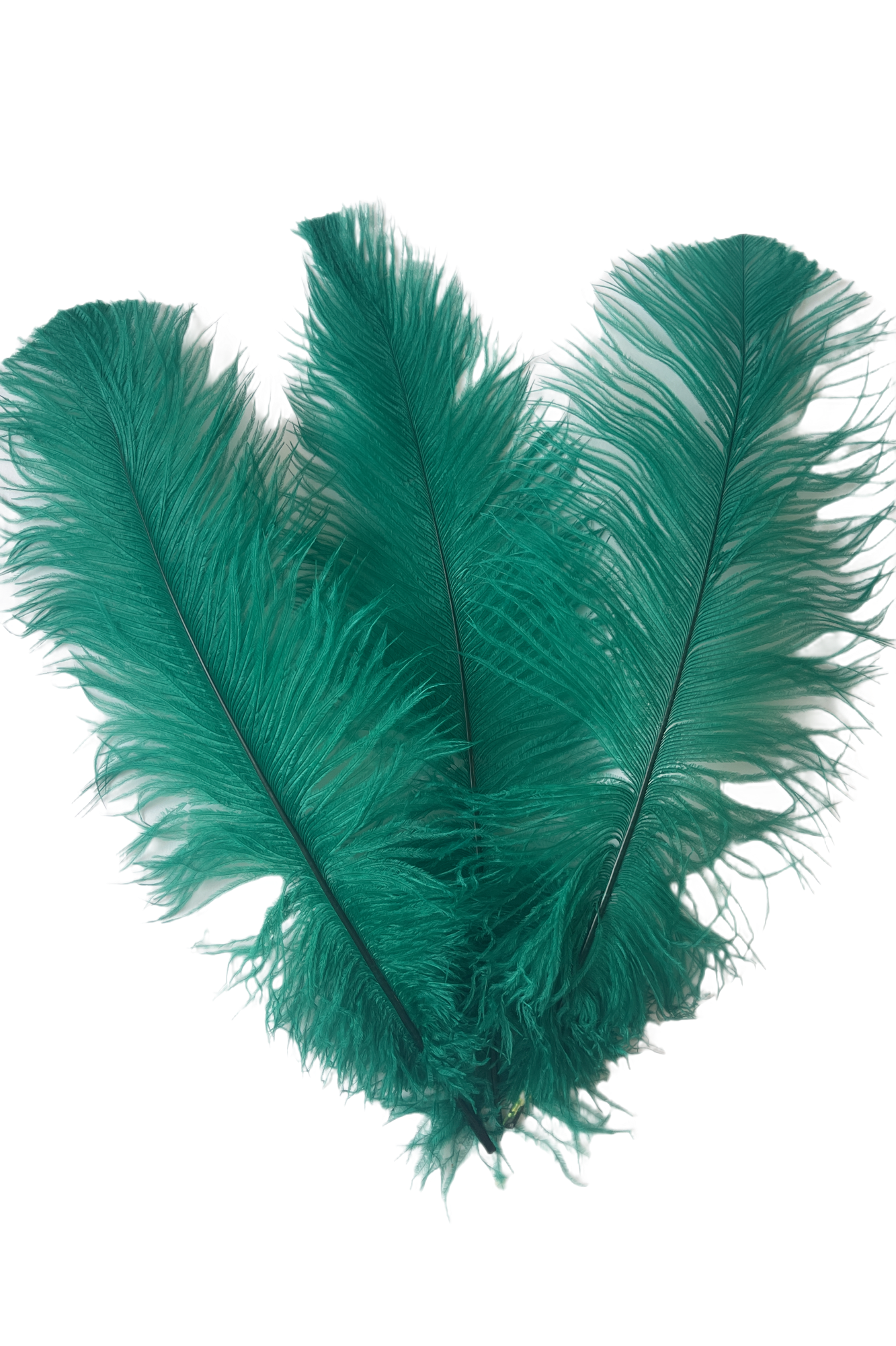 Ostrich Feather Spad Plumes 12-15" (Emerald Green) - Buy Ostrich Feathers