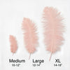 Ostrich Flexible Feathers 11-14" (Baby Pink) - www.BuyOstrichFeathers.com