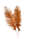 Ostrich Feather Spad Plumes 16-20" (Copper) - Buy Ostrich Feathers