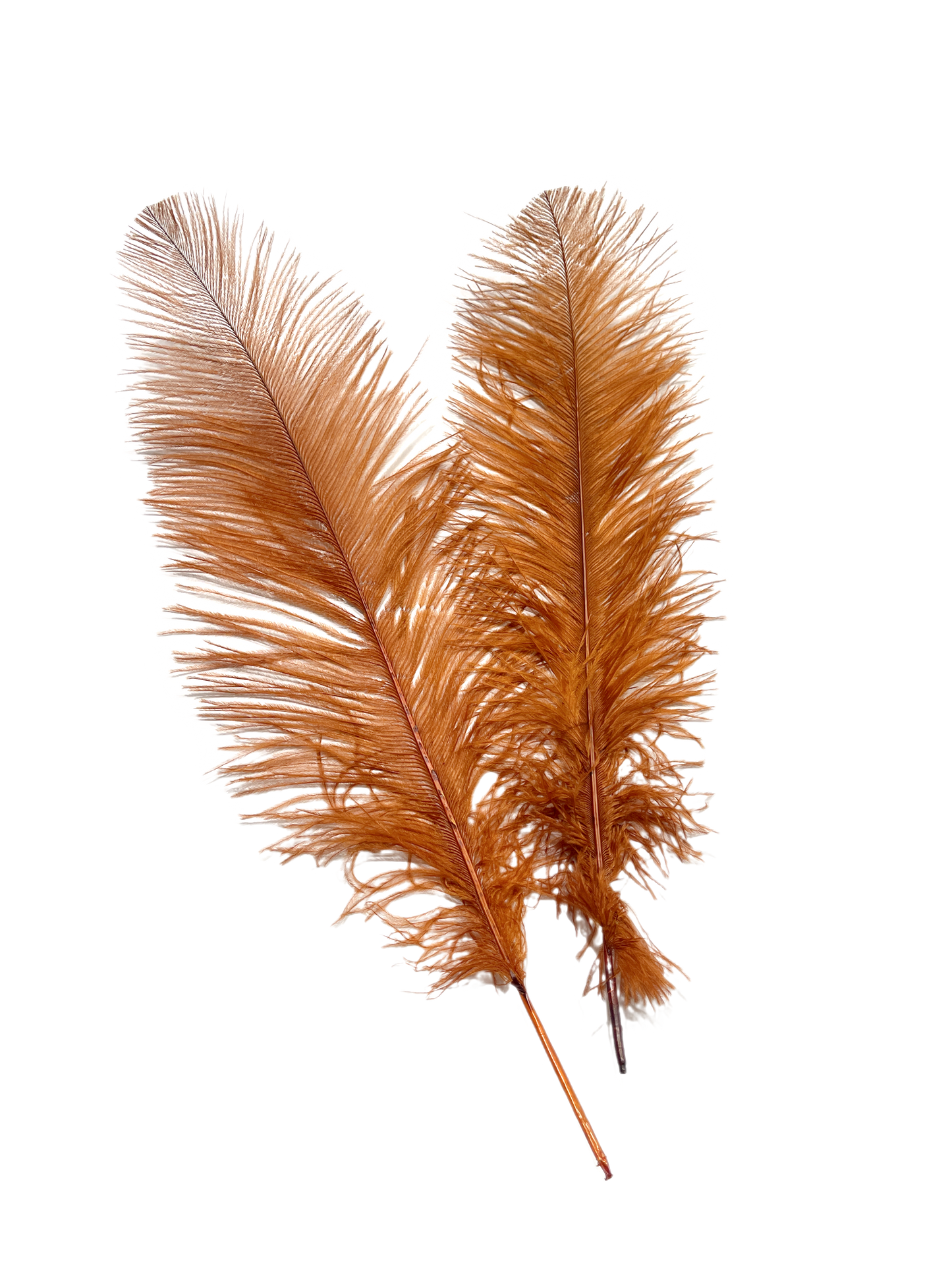 Ostrich Feather Spad Plumes 16-20" (Copper) - Buy Ostrich Feathers