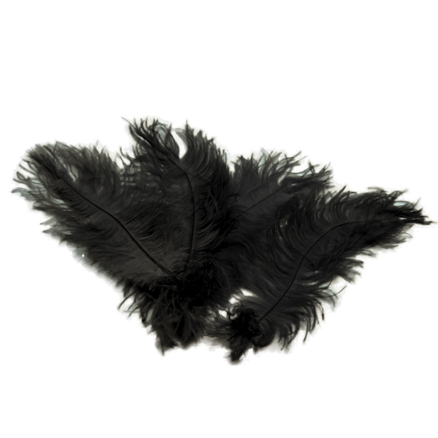 Ostrich Flexible Feathers 13-16" (Black) - www.BuyOstrichFeathers.com