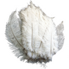Ostrich Feather Spad Plumes 16-20" (White) - www.BuyOstrichFeathers.com
