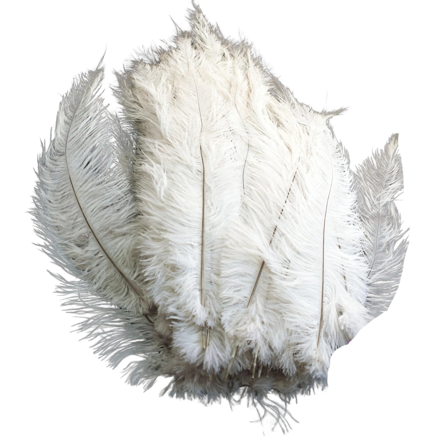 Ostrich Feather Spad Plumes 16-20" (White) - www.BuyOstrichFeathers.com