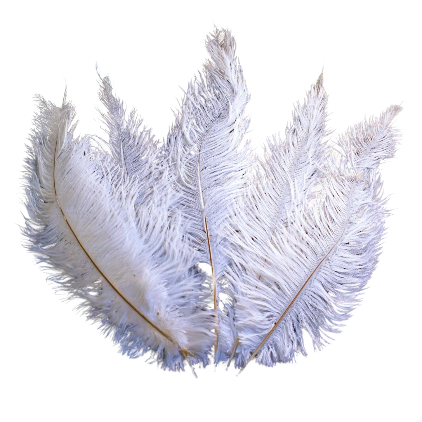 Ostrich Feather Spad Plumes 15-18" (White) - www.BuyOstrichFeathers.com
