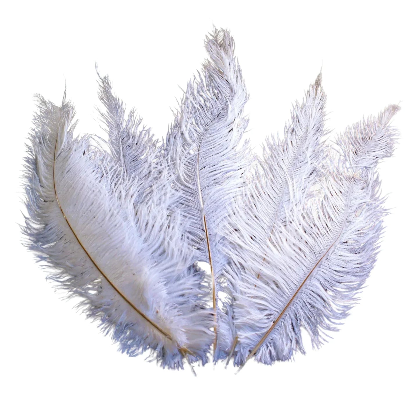 Ostrich Feather Spad Plumes 12-15" (White) - www.BuyOstrichFeathers.com