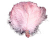 BULK 1/2lb Ostrich Feather Tail Plumes 15-20" (Baby Pink) - Buy Ostrich Feathers