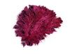 BULK 1/2lb Ostrich Feather Tail Plumes 15-20" (Burgundy) - Buy Ostrich Feathers