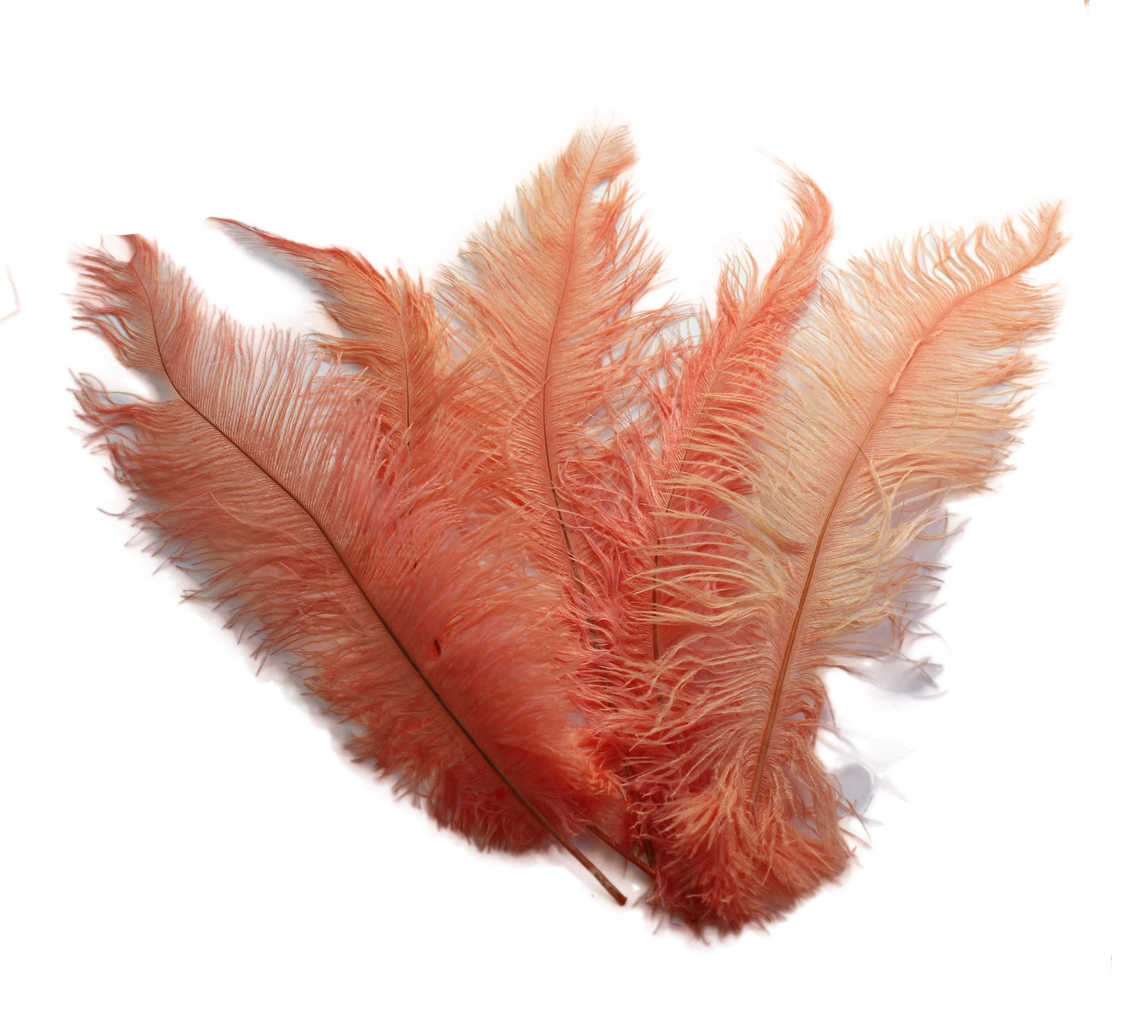 BULK 1/4lb Ostrich Feather Spad Plumes 12-16" (Apricot) - Buy Ostrich Feathers