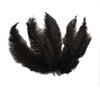 BULK 1/4lb Ostrich Feather Spad Plumes 12-16" (Black) - Buy Ostrich Feathers