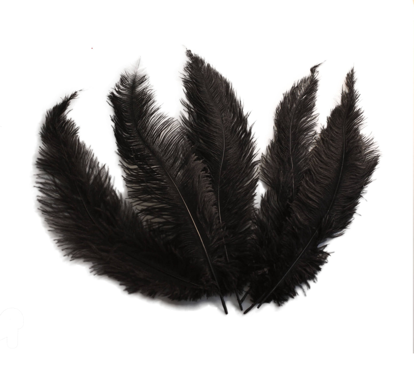 BULK 1/4lb Ostrich Feather Spad Plumes 12-16" (Black) - Buy Ostrich Feathers