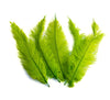 BULK 1/4lb Ostrich Feather Spad Plumes 12-16" (Lime Green) - Buy Ostrich Feathers