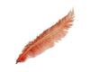 Ostrich Feather Spad Plumes 12-15" (Apricot) - Buy Ostrich Feathers