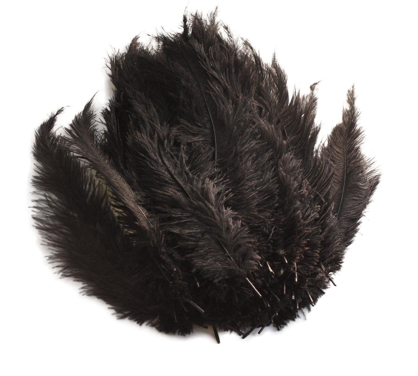 Ostrich Feather Spad Plumes 16-20" (Black) - Buy Ostrich Feathers