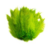Ostrich Feather Spad Plumes 16-20" (Lime Green) - Buy Ostrich Feathers