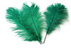 Ostrich Feather Tail Plumes 11-14" (Emerald Green) - Buy Ostrich Feathers