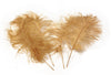 Ostrich Feather Tail Plumes 11-14" (Gold) - Buy Ostrich Feathers