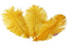 Ostrich Feather Tail Plumes 11-14" (Golden Yellow) - Buy Ostrich Feathers