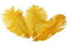 Ostrich Feather Tail Plumes 17-20" (Golden Yellow) - www.BuyOstrichFeathers.com