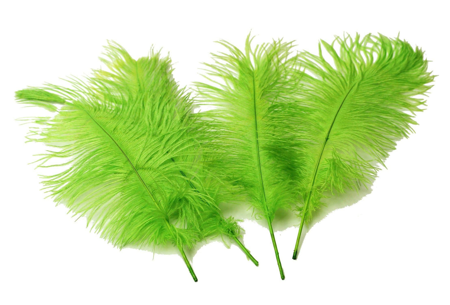 Ostrich Feather Tail Plumes 11-14" (Lime Green) - Buy Ostrich Feathers