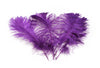 Ostrich Feather Tail Plumes 11-14" (Purple) - Buy Ostrich Feathers