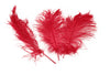 Ostrich Feather Tail Plumes 11-14" (Red) - Buy Ostrich Feathers