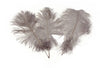 Ostrich Feather Tail Plumes 17-20" (Silver/Grey) - www.BuyOstrichFeathers.com