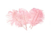 Ostrich Feather Tail Plumes 9-12" (Baby Pink) - Buy Ostrich Feathers