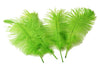 Ostrich Feather Tail Plumes 9-12" (Lime Green) - Buy Ostrich Feathers