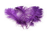 Ostrich Feather Tail Plumes 9-12" (Purple) - Buy Ostrich Feathers