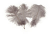 Ostrich Feather Tail Plumes 9-12" (Silver/Grey) - Buy Ostrich Feathers
