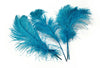 Ostrich Feather Tail Plumes 13-16" (Turquoise) - www.BuyOstrichFeathers.com