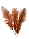 Ostrich Feather Spad Plumes 16-20" (Copper) - Buy Ostrich Feathers