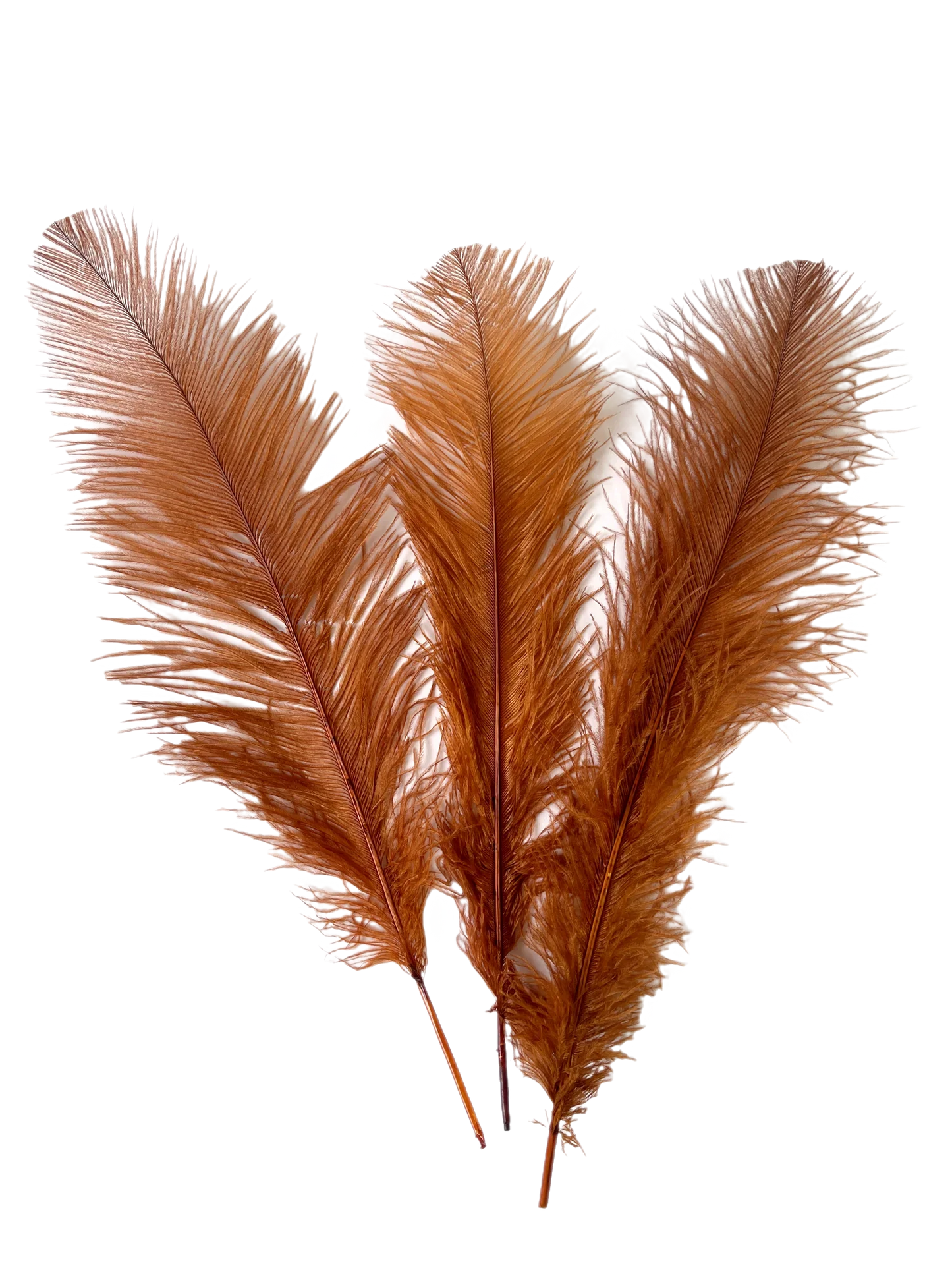 BULK 1/4lb Ostrich Feather Spad Plumes 12-16" (Copper) - www.BuyOstrichFeathers.com