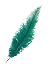 Ostrich Feather Spad Plumes 12-15" (Emerald Green) - Buy Ostrich Feathers